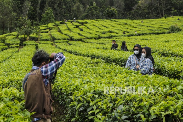 Menengok Wisata Alam di Kebun Teh Puncak | Republika Online Menengok Wisata Alam di Kebun Teh Puncak | Republika Online