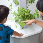 Fenomena Urban Gardening di Kalangan Anak Muda