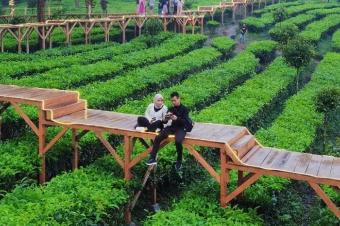 Tempat Kebun Teh Puncak Cisarua Bogor Beserta Harga Tiket Masuk, Jam ... Mengunjungi Kebun Teh Legendaris di Puncak