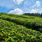Mengunjungi Kebun Teh Legendaris di Puncak