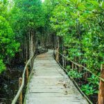 Wisata Hutan Mangrove Terbaik di Indonesia