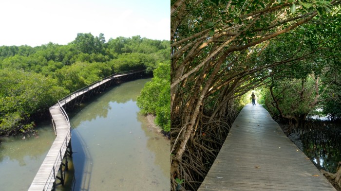 ≡ 6 Destinasi Wisata Mangrove Terindah di Indonesia, Pernah ... Wisata Hutan Mangrove Terbaik di Indonesia