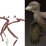 Burung Purba Tertua Ditemukan, Ini Nilai Sejarahnya