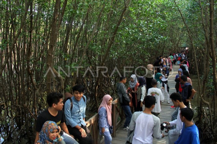 WISATA HUTAN MANGROVE | ANTARA Foto WISATA HUTAN MANGROVE | ANTARA Foto