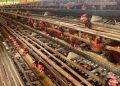 Cerita Desa Cikahuripan dalam Menjaga Ketahanan Pangan dengan Kandang Ayam