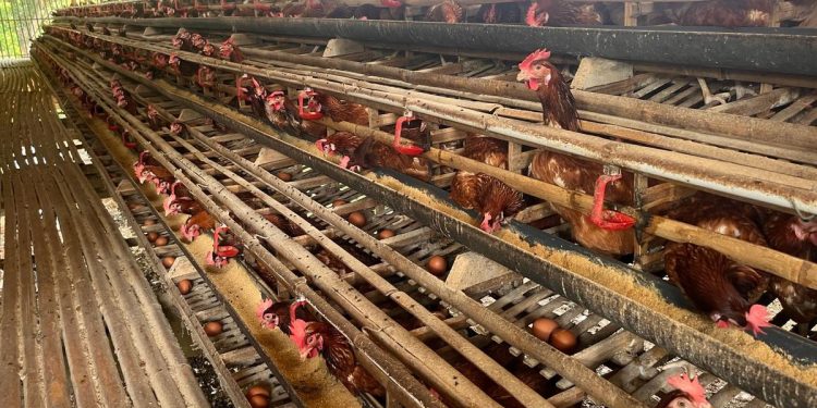Cerita Desa Cikahuripan dalam Menjaga Ketahanan Pangan dengan Kandang Ayam