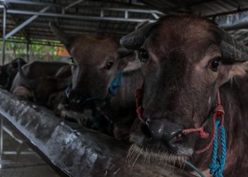Prabowo Donasi 18 Sapi untuk Iduladha di Sulawesi Tenggara