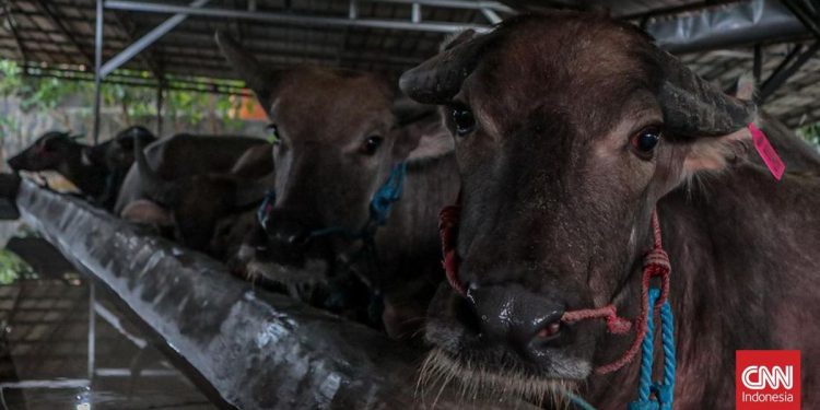 Prabowo Donasi 18 Sapi untuk Iduladha di Sulawesi Tenggara