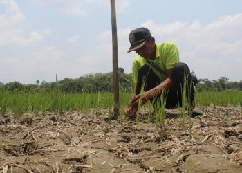 6 Kabupaten di Jawa Timur Menerapkan Status Darurat Kekeringan