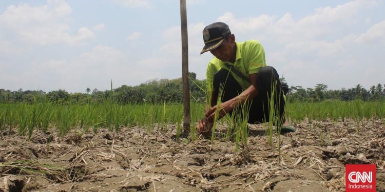 6 Kabupaten di Jawa Timur Menerapkan Status Darurat Kekeringan