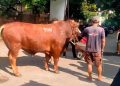 Masjid Dekat Rumah Amien Rais Terima Sapi Kurban 1,1 Ton dari TIW