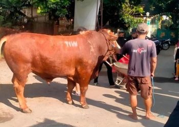 Masjid Dekat Rumah Amien Rais Terima Sapi Kurban 1,1 Ton dari TIW