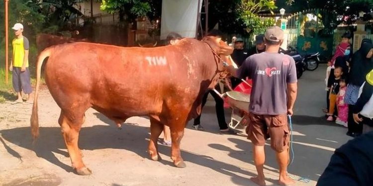 Masjid Dekat Rumah Amien Rais Terima Sapi Kurban 1,1 Ton dari TIW