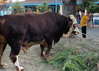 Prabowo Persembahkan Sapi Kurban 1,08 Ton di Masjid Agung Surakarta