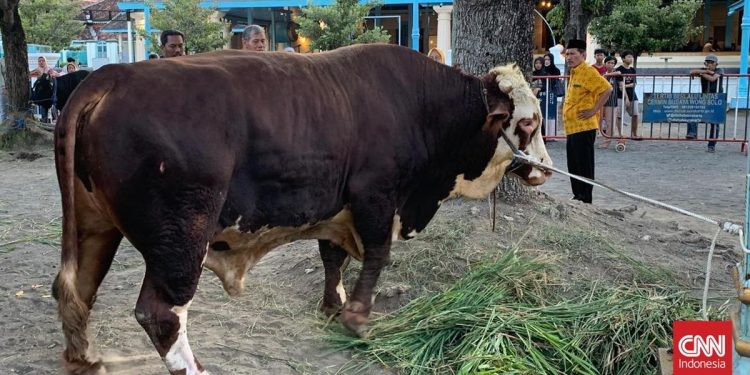 Prabowo Persembahkan Sapi Kurban 1,08 Ton di Masjid Agung Surakarta
