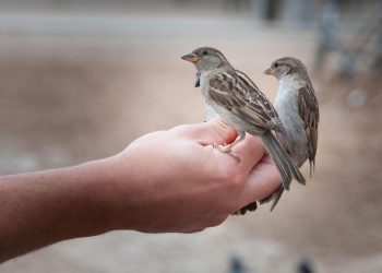 Karantina Lampung Gagalkan Penyelundupan 172 Burung Tanpa Izin