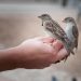 Karantina Lampung Gagalkan Penyelundupan 172 Burung Tanpa Izin