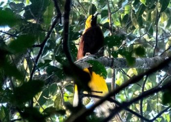 Burung Dilindungi di Papua Terjual di Facebook, Satu Orang Ditangkap