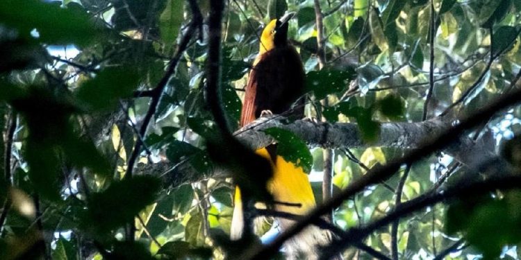 Burung Dilindungi di Papua Terjual di Facebook, Satu Orang Ditangkap