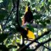 Burung Dilindungi di Papua Terjual di Facebook, Satu Orang Ditangkap