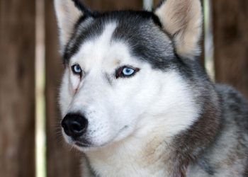 Anjing Husky Viral Dibacok di Bekasi, Kepolisian Diterjunkan Unit K9