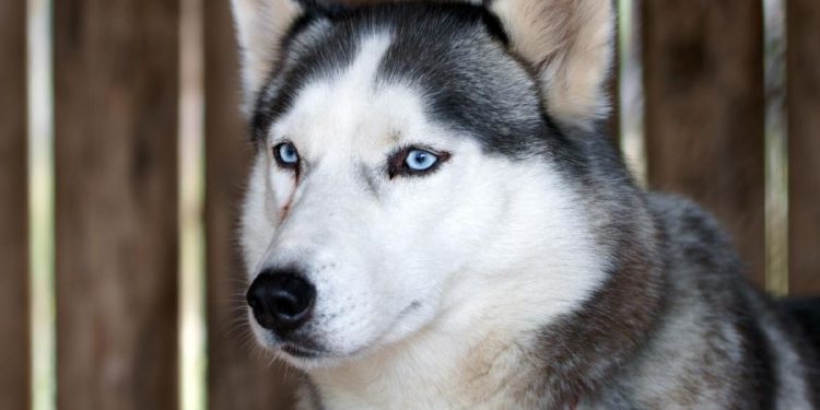 Anjing Husky Viral Dibacok di Bekasi, Kepolisian Diterjunkan Unit K9