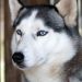 Anjing Husky Viral Dibacok di Bekasi, Kepolisian Diterjunkan Unit K9