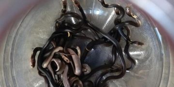 18 Ular Kobra Muncul dari Lubang Lantai Rumah Setelah Disiram Bensin