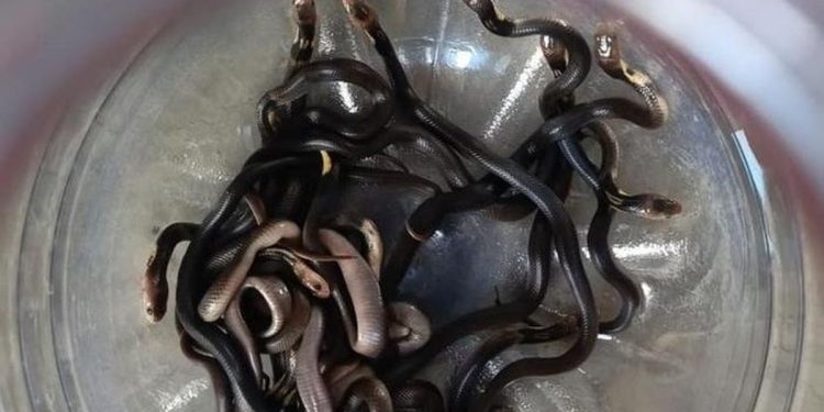 18 Ular Kobra Muncul dari Lubang Lantai Rumah Setelah Disiram Bensin