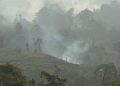 Polisi Tangkap Pria di Berau Kaltim Karena Bakar Lahan untuk Kebun Sawit