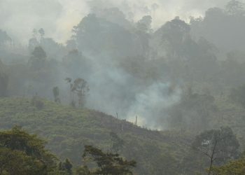 Polisi Tangkap Pria di Berau Kaltim Karena Bakar Lahan untuk Kebun Sawit