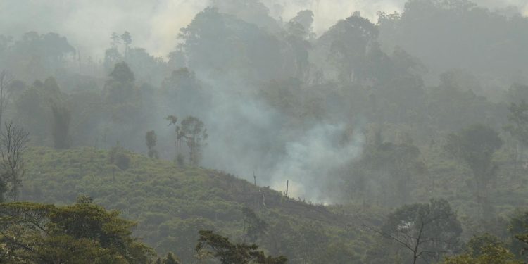 Polisi Tangkap Pria di Berau Kaltim Karena Bakar Lahan untuk Kebun Sawit