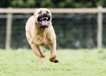 Anak SD di Bandung Terluka Parah karena Digigit Anjing Pitbull di Kepala dan Telinga
