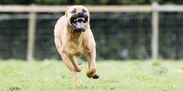 Anak SD di Bandung Terluka Parah karena Digigit Anjing Pitbull di Kepala dan Telinga