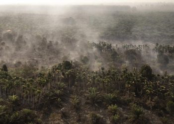 Rokok Diduga Sebabkan Karhutla 30 Hektare di Rohil Riau, Satu Tersangka Ditangkap