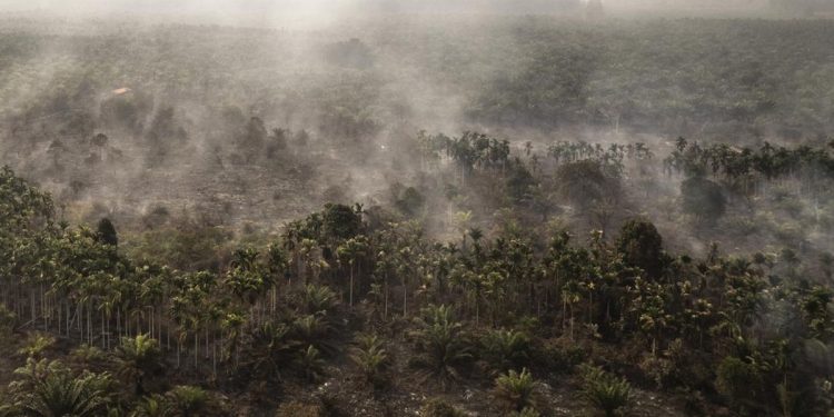 Rokok Diduga Sebabkan Karhutla 30 Hektare di Rohil Riau, Satu Tersangka Ditangkap