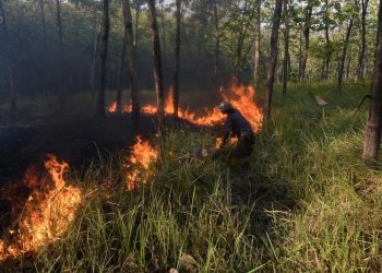 Karhutla di Bangka Tengah Mencapai 118 Hektare Juli hingga Agustus 2026