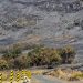 Kebakaran Mengakibatkan Savana Gunung Bromo Menghitam