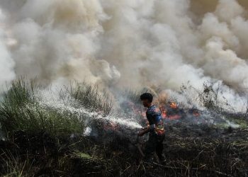 Kesaksian Aktivis tentang Penyebab Karhutla Diduga dari Pembukaan Lahan