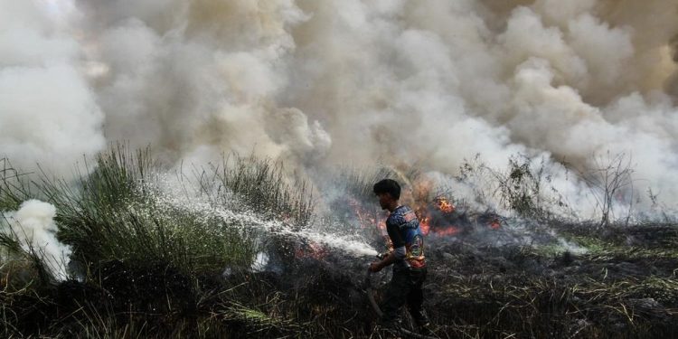 Kesaksian Aktivis tentang Penyebab Karhutla Diduga dari Pembukaan Lahan