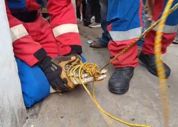 Evakuasi Buaya Muara Lampung Setelah Dirawat 3 Tahun, Pemilik Menangis Histeris