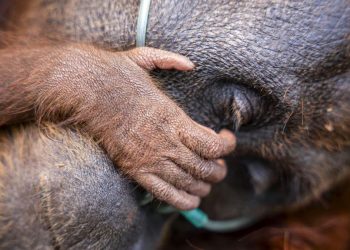 Evakuasi Induk Orang Utan dan Trenggiling dari Kebakaran Hutan di Kotim