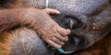 Evakuasi Induk Orang Utan dan Trenggiling dari Kebakaran Hutan di Kotim