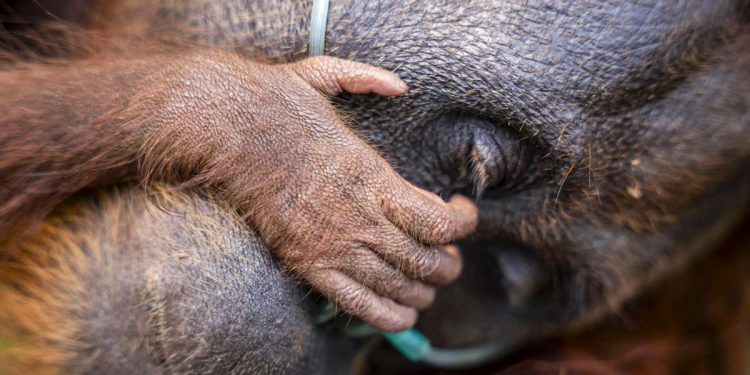 Evakuasi Induk Orang Utan dan Trenggiling dari Kebakaran Hutan di Kotim