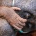 Evakuasi Induk Orang Utan dan Trenggiling dari Kebakaran Hutan di Kotim
