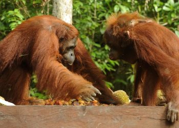 Kebakaran di Taman Nasional Tanjung Puting Luas 513,89 Hektare
