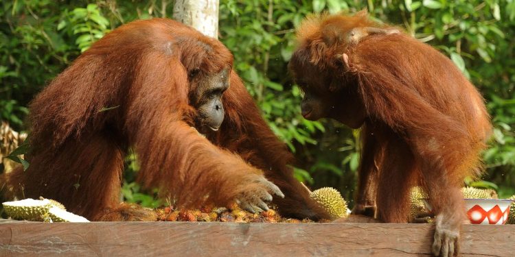 Kebakaran di Taman Nasional Tanjung Puting Luas 513,89 Hektare