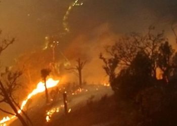 Karhutla Jatim Melanda 7363 Hektare, 79 Persen di Wilayah Konservasi