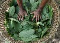 Luhut Ungkap Indonesia Segera Lakukan Hilirisasi Kratom dan Kemenyan