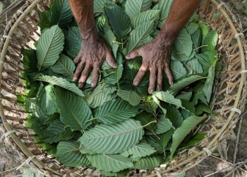 Luhut Ungkap Indonesia Segera Lakukan Hilirisasi Kratom dan Kemenyan